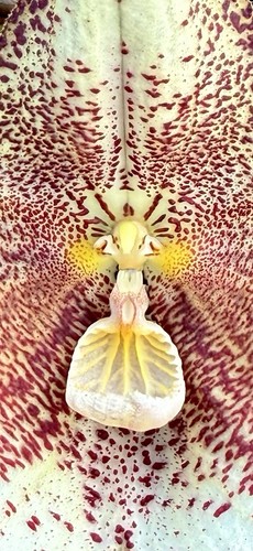 Dracula species big - dracula, ‚big