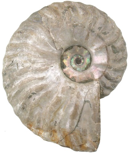 Kreide aioloceras besairiei - ,