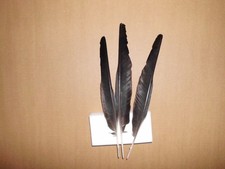 3 schwarze Vogelfedern  18 - 20  cm  lang
