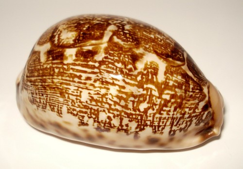 Meeresschnecke cypraea mappa - cypraea,