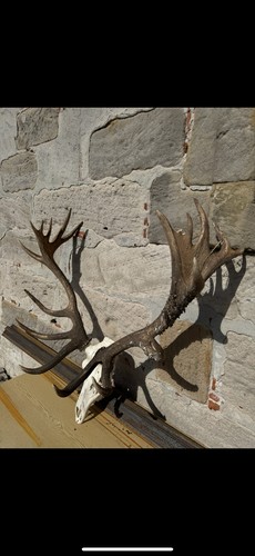 Hirschgeweih ender - hirschgeweih,