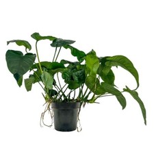 Mutterpflanze Aquarium Pflanze Anubias barteri XL AquaOne Nr.301A Wasserpflanze