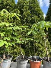 1XKastanienbaum, Kastanien ?, Baum, Rosskastanie