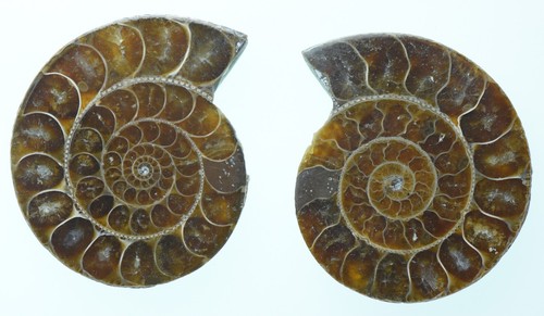 Schliff poliert cleoniceras - schliff,