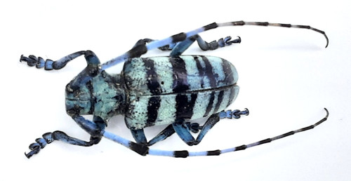 Cerambycidae anoplophora - cerambycidae,,