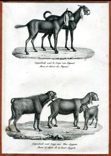 Ziegenbock und ziege von - und,