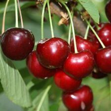 Schneiders Späte Knorpelkirsche aromatische Süßkirsche ca.110-140 cm 9,5 L Topf