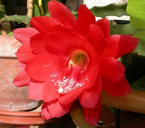 Samen duftende blumen - duftende,