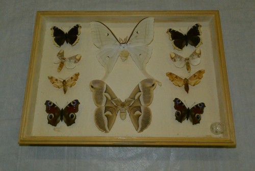 Schmetterlinge gerahmt - ,