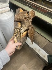 Waldschnepfe Tierpräparat