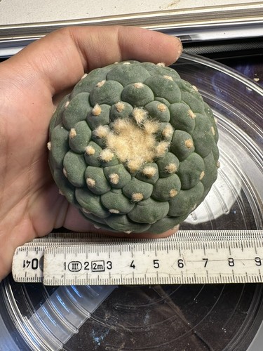 Ariocarpus kaktus no - ariocarpus,