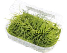 Hornkraut - Ceratophyllum