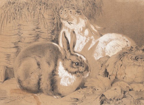 Zwei kaninchen bleistift - zwei, kaninchen,