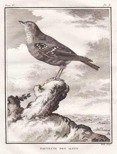 Alpenbraunelle fauvette vogel - fauvette,