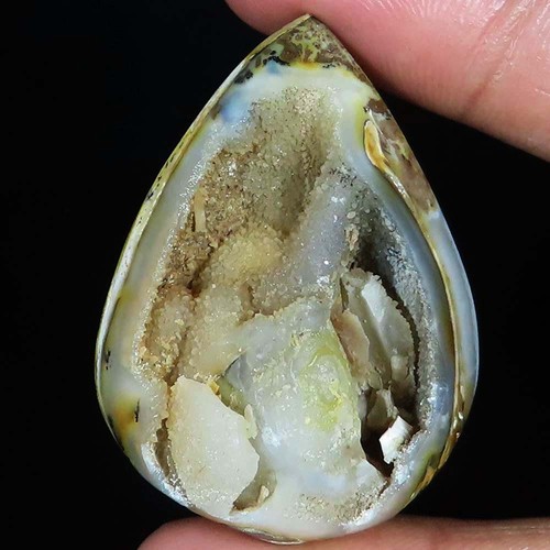 Natürlich fossil schnecke - natürlich,