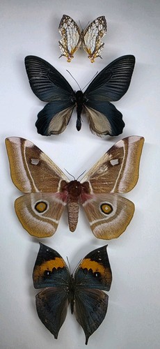Echte schmetterling sammlung - echte,