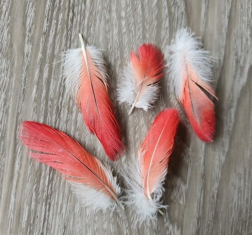 Rote vogelfeder rot - ❤,