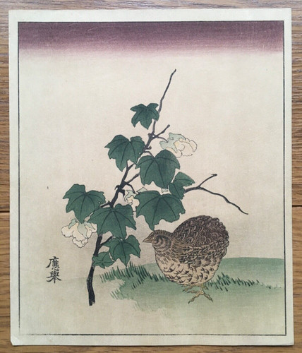 Wachtel vogel japan - vogel,