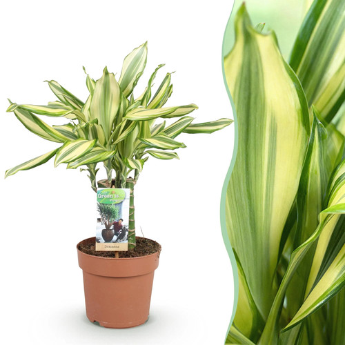 Zimmerpflanzen dracaena - zimmerpflanzen,