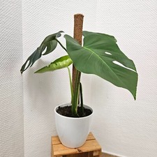 MONSTERA DELICIOSA (Fensterblatt) 4 Blätter im Übertopf inkl. Moosstab