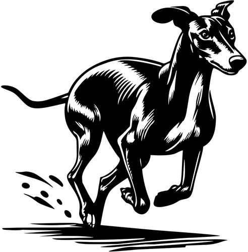 Whippet aufkleber - whippet,