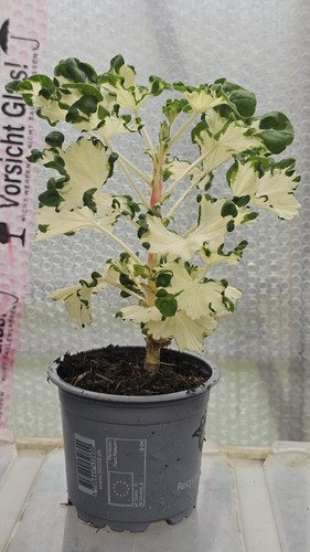 Pelargonium freak nature - freak, of