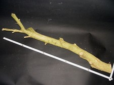 1 Stamm Buchsbaum Buxus