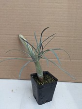 Kleinia neriifolia, kakteen sukkulenten Kaktus 