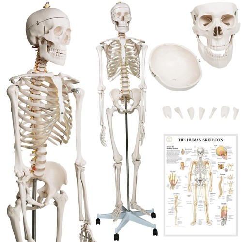 Jago anatomisches skelett - jago®,