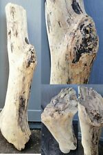 Treibholz Schwemmholz Bodensee Terrarium Floristik Basteln Dekoration