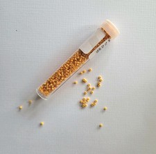 8 Gramm Miyuki Delicas 11/0 Dyed opak squash im Röhrchen DB 0651