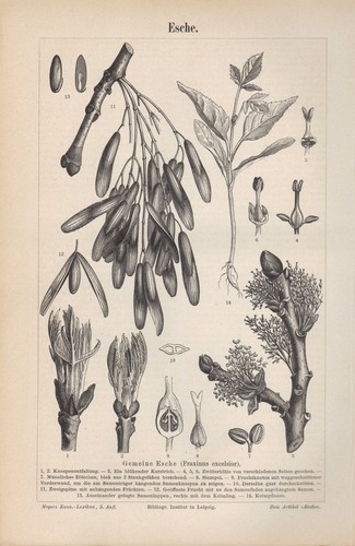 Lithografie 1894 esche - 1894:,