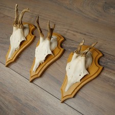 Rehgeweihe 3x kleine abnorme