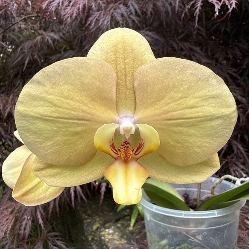 Phaleanopsis lottery prince - lottery,