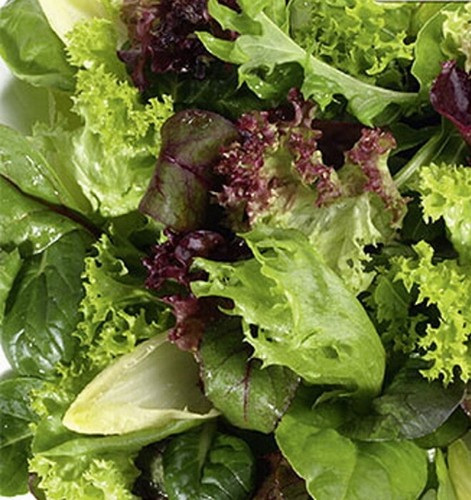 Bio babyleaf salat spicy - bio-babyleaf-salat, mix
