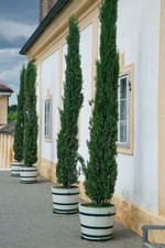 Cupressus sempervirens /