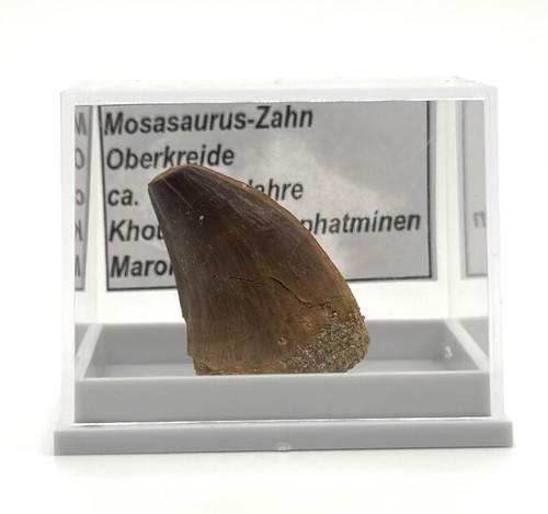 Schöner mosasaurus zahn - ★,