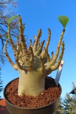 Adenium obesum Wüstenrose