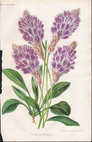 Mulla federbusch flower - mulla,