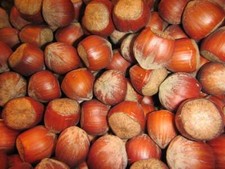 Corylus a. 'Hallesche Riesen' - Riesen-Haselnuss - Winterharte Pflanze 100-120cm