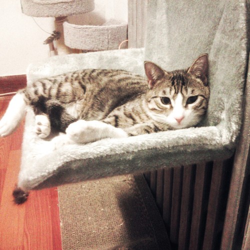 Hängematte für katzen - hängematte,