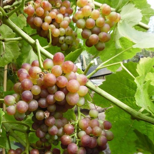 Bellarosso bunte weinrebe - bellarosso,