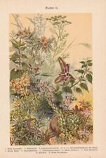 Wildpflanzen Fetthenne