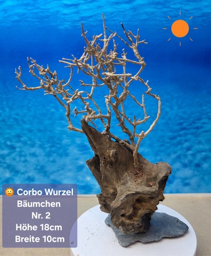 Top aquarium corbo wurzel - 🌳,