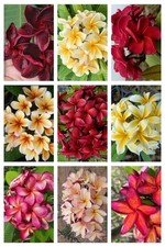 Frangipani Plumeria - 20 Samen