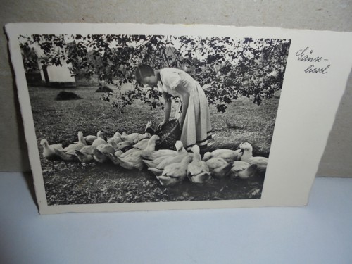 Echt foto gänse liesel - ak, gänse-liesel