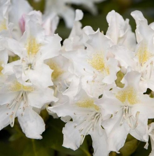 Inkarho großblumige alpenrose - großblumige,