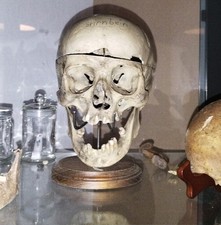 Schädel Anatomie Modell