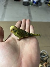 Schleich 14408 Wellensittich grün (2002) Vogel Tier Figur