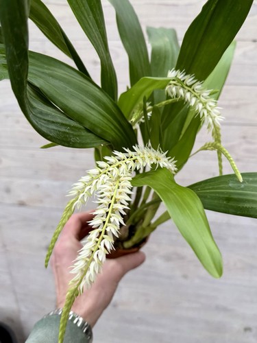 Dendrochillum glumaceaum